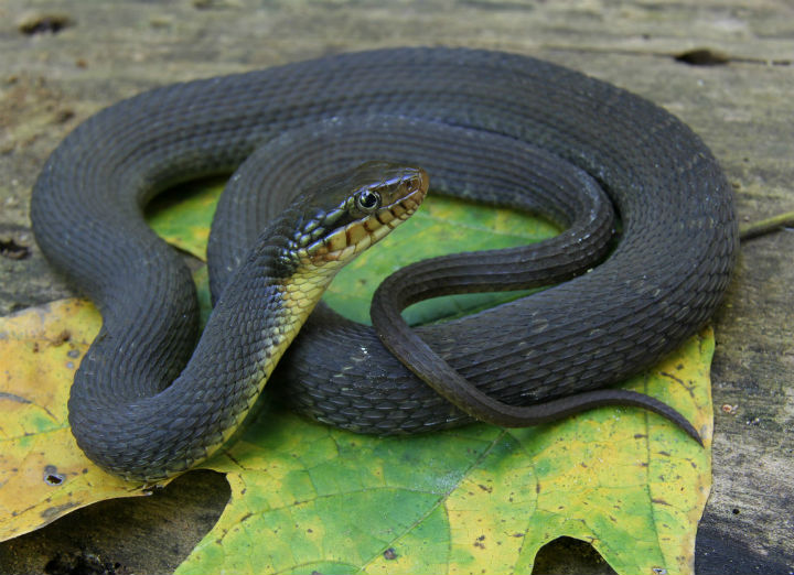 Yellowbelly Water Snake